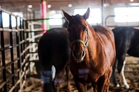 Veterans corral horses to take rein of own livesWeek-long Boots and Hooves pilot program held in March at the Promise Equestrian Center in Maple Park, Ill., March 20. (U.S. Army photo by Sgt. 1st Class Michel Sauret). Original public domain image from Flickr