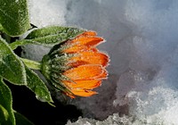 Frozen beauty.Marigolds are hardy, annual plants and are great plants for cheering up any garden. Broadly, there are two genuses which are referred to by the common name, Marigolds viz. Tagetes and Celandula. Original public domain image from Flickr