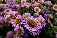 The Daisy patch. Original public domain image from Flickr