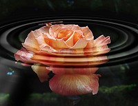 Roses. Water ripples filter.This is a fun to use free filter from Redfied. Original public domain image from Flickr