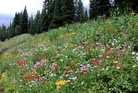 Commissary Ridge flowers.Original public domain image from Flickr