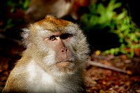 Macaque monkey in the wood. Original public domain image from Flickr