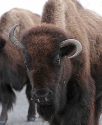 Cow bison on Northeast Entrance road by Jim Peaco. Original public domain image from Flickr
