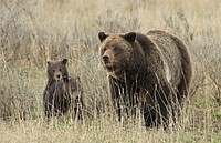Grizzly sow and cubs near Fishing Bridge by Jim Peaco. Original public domain image from Flickr