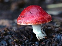 Attractive redhead fungus.Original public domain image from Flickr.