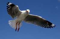 The Silver Gull.