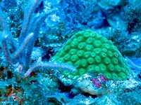 Small coral colony. A small mound of coral nestled amongst coralline algae and sponges on a reef in the U.S. Virgin Islands. Seafloor mapping with sonar combined with imagery from the ROV reveal both the extent and health of these reefs, which serve as prime habitat for economically important fish. Original public domain image from Flickr