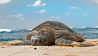 Green Sea Turtle.