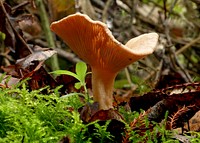 Paxillus involutus, commonly known as the brown roll-rim,