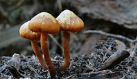 Laccaria proxima.Laccaria is a genus around 75 species of fungus found in both temperate and tropical regions of the world. Original public domain image from Flickr