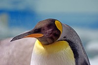 King Penguin.