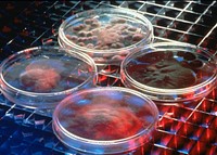 Pacific Northwest National Laboratory, petri dishes still retain a prominent place in laboratories today. Original public domain image from Flickr