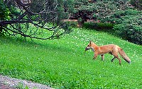 Red fox spotted with its dinner in the Twin Cities, Minnesota.Photo by Joanna Gilkeson/USFWS. Original public domain image from Flickr
