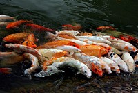 Koi Carp.