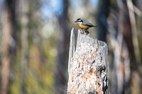 Red-breasted Nuthatch - Sitta canadensis. Original public domain image from <a href="https://www.flickr.com/photos/glaciernps/19183858128/" target="_blank" rel="noopener noreferrer nofollow">Flickr</a>