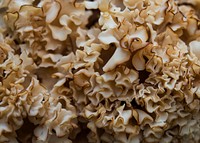 Mushroom- Cauliflower Coral. Original public domain image from <a href="https://www.flickr.com/photos/glaciernps/20288189964/" target="_blank" rel="noopener noreferrer nofollow">Flickr</a>