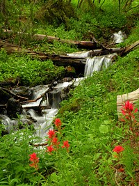 Wyoming paintbrush and unnamed creek. Bridger-Teton National Forest. Credit: US Forest Service. Original public domain image from Flickr