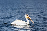 American white pelican, Yellowstone Lake