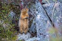 Arctic Ground Squirrel - Spermophilus parryiiNPS / Jacob W. Frank. Original public domain image from Flickr