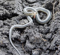 Plains Garter Snake