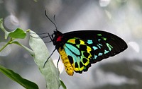 Cairns Birdwing Butterfly.