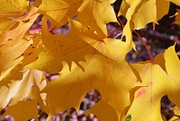 Yellow maple leavesPhoto by Joanna Gilkeson/USFWS. Original public domain image from Flickr