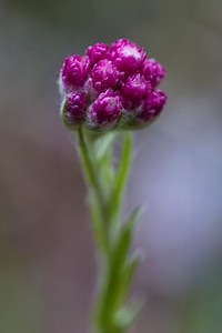 Кошачья лапка фото. Антеннария сухоцвет. Кошачья лапка Antennaria dioica Alex Duguid. Бессмертник кошачьи лапки. Кошачья лапка Алекс Дугуид.