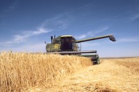 Harvesting wheat on Scheffel's farm, north of Great Falls, MT. July 1984. Original public domain image from <a href="https://www.flickr.com/photos/160831427@N06/24987284008/" target="_blank" rel="noopener noreferrer nofollow">Flickr</a>