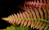 Blechnum novae-zelandiae,(palm-leaf fern )Blechnum novae-zelandiae, commonly known as palm-leaf fern or kiokio, is a species of fern found in New Zealand