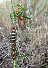 Leafy Spurge Hawkmoth caterpillar on a leafy spurge plant, Powell County, MT. 2013. Original public domain image from Flickr