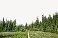 Pine forest border, nature aesthetic image psd