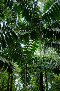 Green leaves forest in Costa Rica. Original public domain image from Flickr