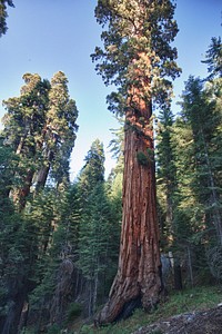 The Bakersfield Field Office includes the only Sequoia grove complex managed by the Bureau of Land Management.