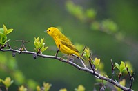 Yellow WarblerA yellow warbler perches on a tree branch. Now is the perfect time to watch for warblers! We've been seeing a huge movement through the Twin Cities area.Photo by Courtney Celley/USFWS. Original public domain image from Flickr