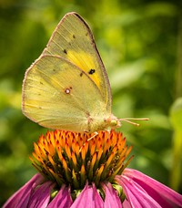 Pollinator plants and insects (such as this Echinacea and butterfly) are busy at the People's Garden in Washington, D.C., on Wednesday, June 22, 2016.