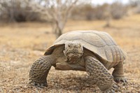 Desert tortoises have existed for millions of years, and during that time they adapted to the many climatic and geological changes that have occurred in southern California.