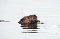 BeaverWe spotted this beaver chowing down on aquatic vegetation.Photo by Courtney Celley/USFWS. Original public domain image from Flickr