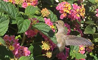 Hummingbird at Will Rogers State Historic Park. Original public domain image from <a href="https://www.flickr.com/photos/santamonicamtns/28026595738/" target="_blank" rel="noopener noreferrer nofollow">Flickr</a>