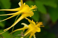 Honeysuckle flowers on Little Lookout (L.O.) Trail in Coconino National Forest, Arizona. Photo taken May 23, 2015. (Photo Service photo by Deborah Lee Soltesz) Original public domain image from Flickr