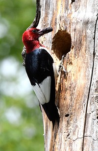 Red-headed woodpeckerWe spotted this red-headed woodpecker bringing a blackberry to its young at Malan Waterfowl Production Area in Michigan.Photo by Jim Hudgins/USFWS. Original public domain image from Flickr