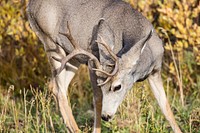 Mule deer buck, Swan Lake Flat