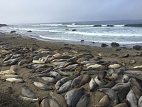 The Piedras Blancas elephant seal rookery spreads over 6 miles of shoreline around Point Piedras Blancas on the central coast of California.