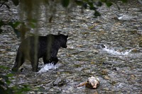 A brown bear stalks a nearby salmon in Pack Creek, on Admiralty Island National Monument within the Tongass National Forest, August 23, 2018. (Forest Service photo by Paul A. Robbins). Original public domain image from Flickr