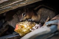 golden-mantled ground squirrel (Callospermophilus lateralis). Original public domain image from Flickr