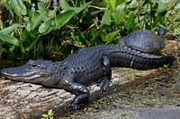Gator and turtle. Original public domain image from Flickr