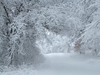 Winter Wonderland at Treampealeau National Wildlife Refuge. It's a winter wonderland at Trempealeau National Wildlife Refuge in Wisconsin! Original public domain image from Flickr