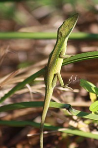 Green Anole.