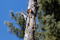 Hairy woodpecker (Leuconotopicus villosus) looking for food along the Slough Creek Trail by Jacob W. Frank. Original public domain image from Flickr