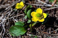 Ranunculus sp. 3.26.17 - Beaver Ponds Loop Trail by Jacob W. Frank. Original public domain image from Flickr