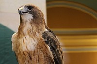 Minnesota Zoo Day at the Capitol Rotunda. Original public domain image from Flickr